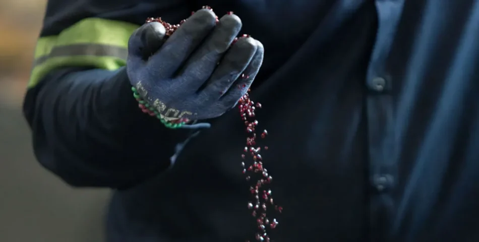 A gloved hand holds and lets fall a stream of small, dark red pellets.