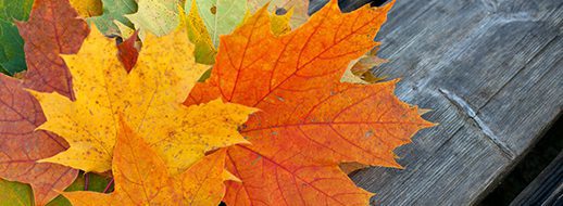 A close-up of colorful autumn maple leaves in shades of orange, yellow, and green on a wooden surface.