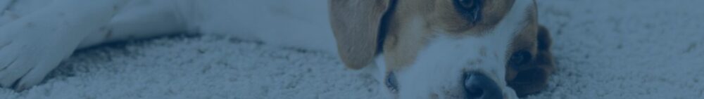 A dog with light brown and white fur is lying down on a white carpet.