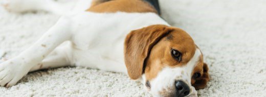 A beagle lies on a light-colored carpet, looking forward with its head resting on the floor.