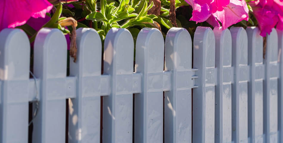 White picket fence with green leaves and bright pink flowers growing behind it in sunlight.