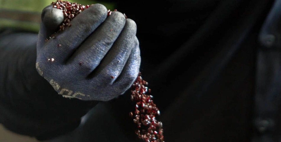A gloved hand holds and pours a stream of small, dark red beads or granules.