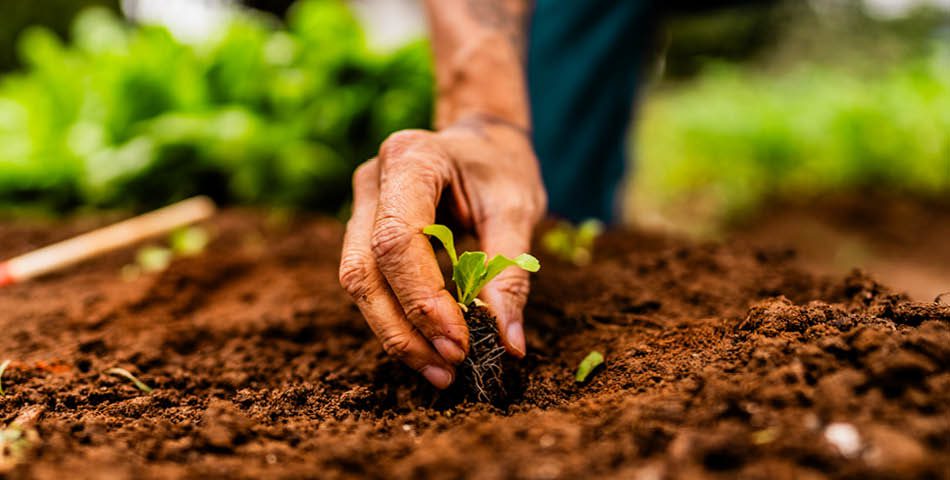 A hand planting a small seedling into soil in a garden, with green plants blurred in the background.