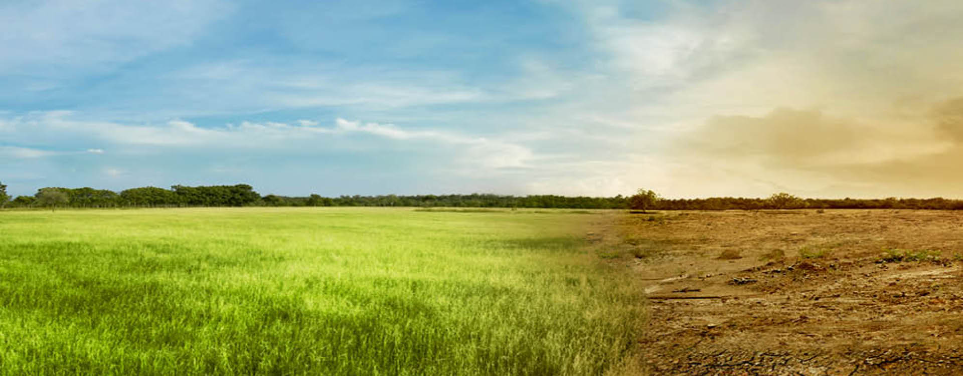 A field split in half, showing green grass under a blue sky on the left and dry, barren land under a yellow sky on the right.